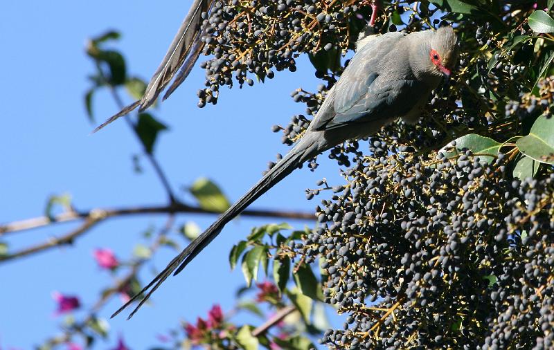 frieda 047.jpg - Ek sit hoog in die boom ver om te val...